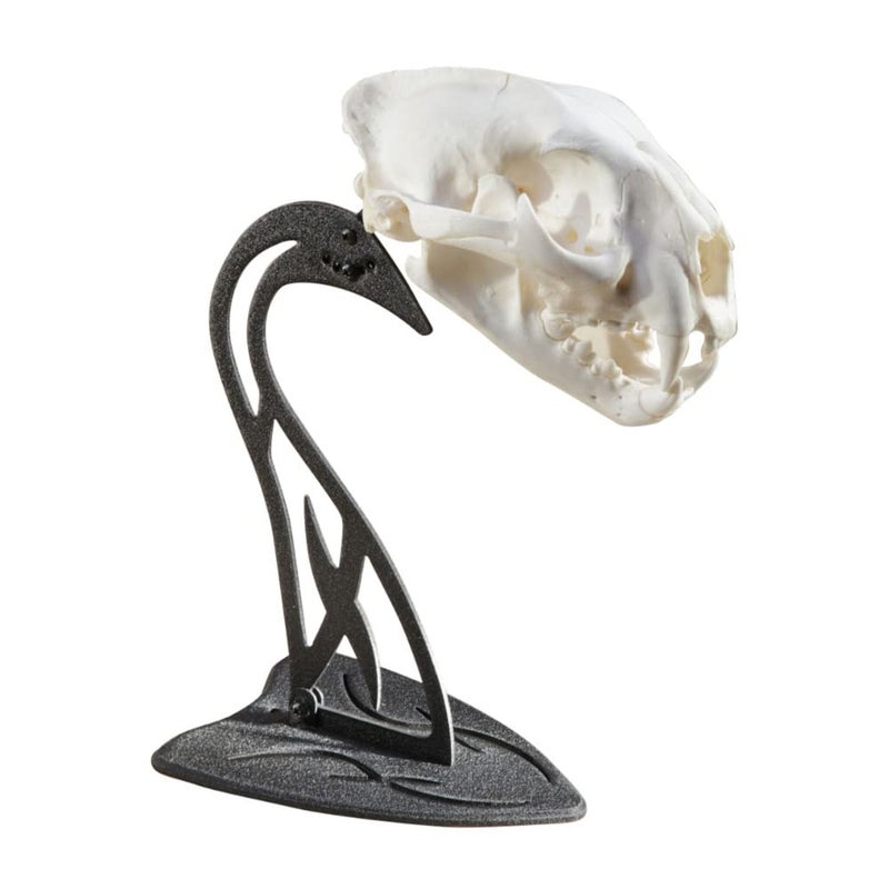 Skull Hooker Table Hooker European Trophy Mount â€“ Perfect Kit for Table Display of Taxidermy Deer Antlers and other Skulls â€“ Graphite Black - Image 2